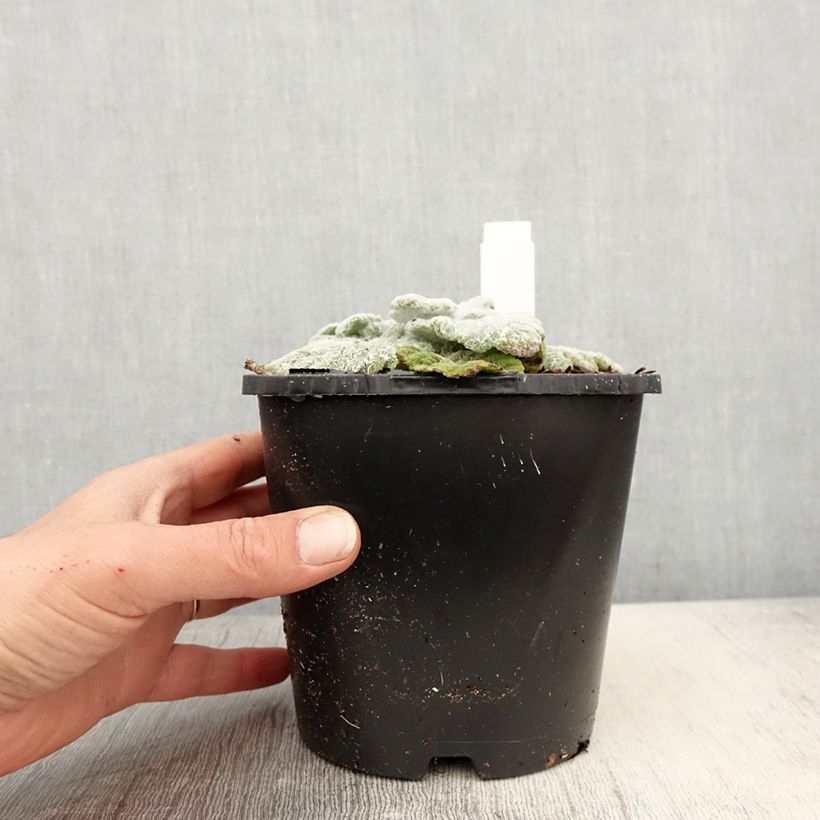 Salvia argentea - Salvia blanca Maceta 1,5L/2L Ejemplar entregado en la primavera