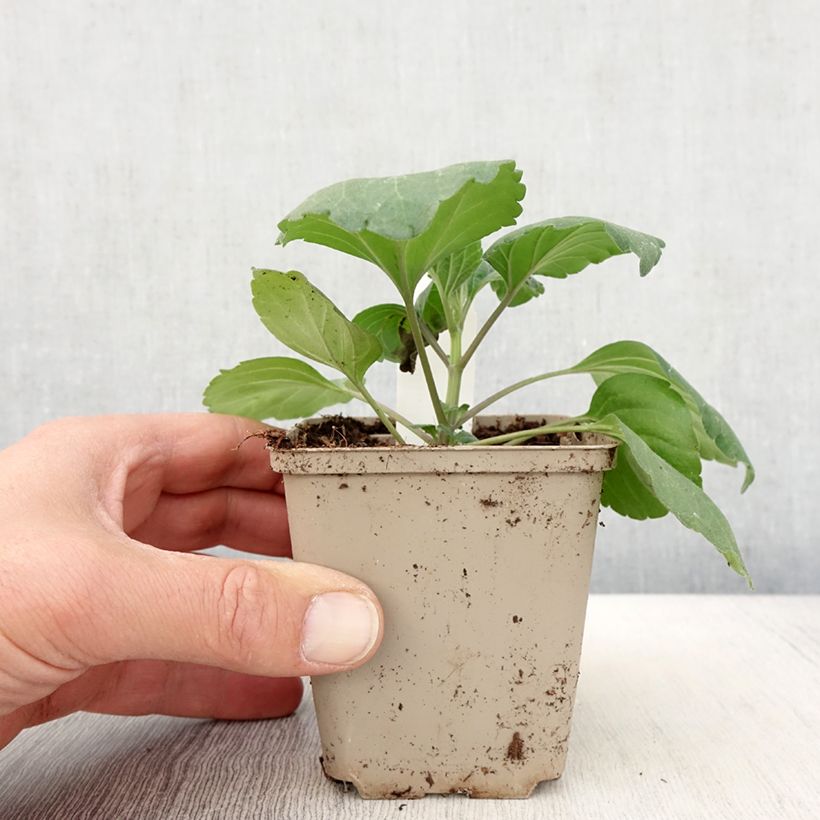 Salvia Big Blue Maceta de 8/9 cm Ejemplar entregado en la primavera