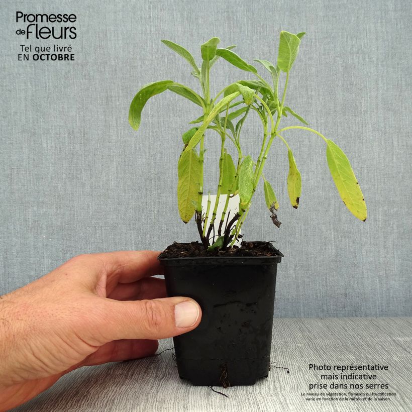 Ejemplar de Salvia real Albiflora Maceta de 8/9 cm entregado en otoño