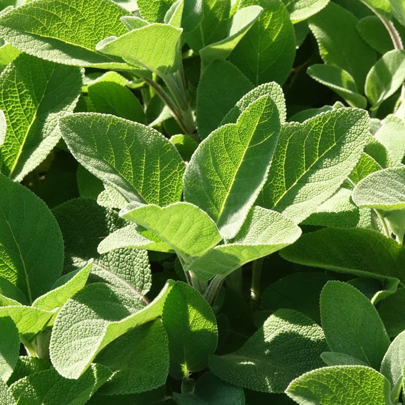 Salvia real Berggarten (Follaje)