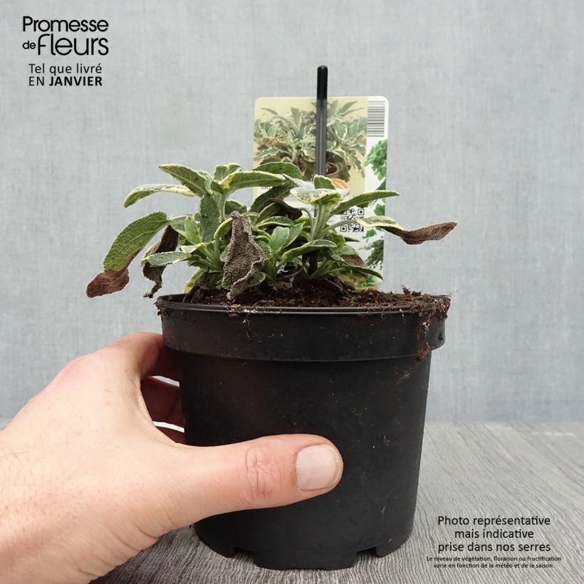 Salvia real Berggarten Variegated Maceta 1,5L/2L Ejemplar entregado en invierno