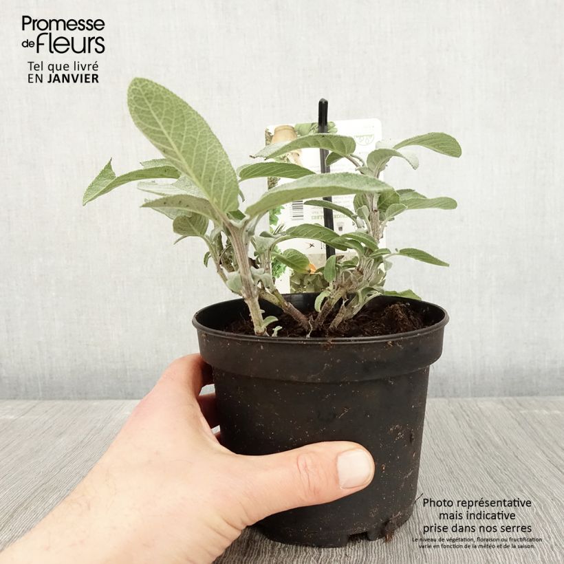 Salvia real Maxima Maceta 1,5L/2L Ejemplar entregado en invierno