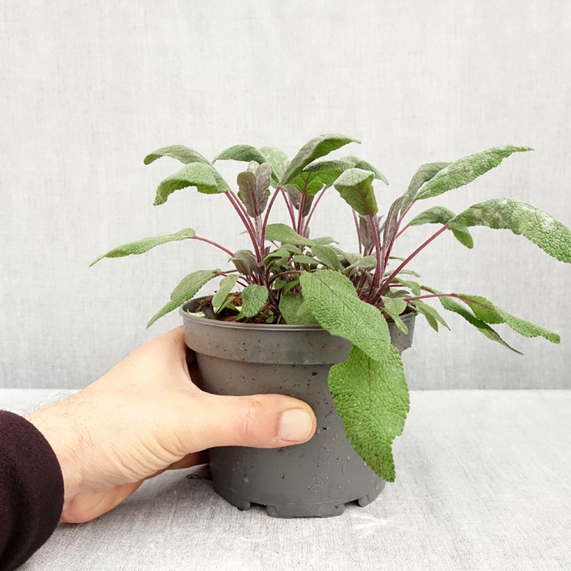 Ejemplar de Salvia real Purpurascens Maceta 1,5L/2L entregado en otoño