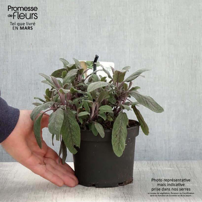 Salvia real Purpurascens Maceta 1,5L/2L Ejemplar entregado en la primavera