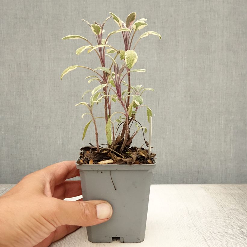 Ejemplar de Salvia real Tricolor Maceta de 7/8 cm entregado en verano