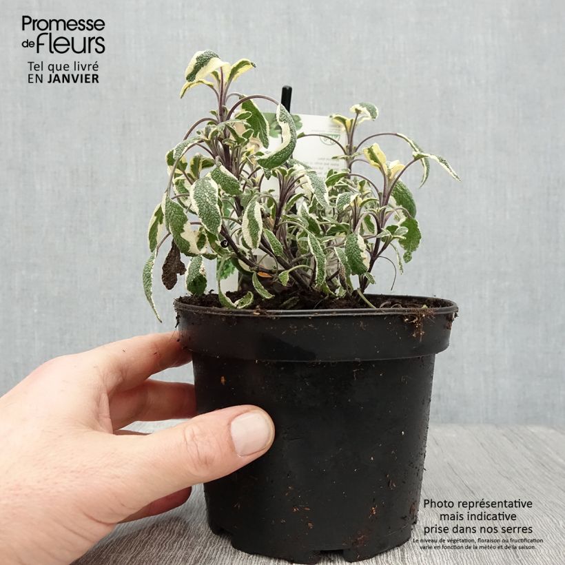 Salvia real Tricolor Maceta 1,5L/2L Ejemplar entregado en invierno