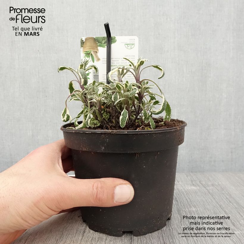 Salvia real Tricolor Maceta 1,5L/2L Ejemplar entregado en la primavera