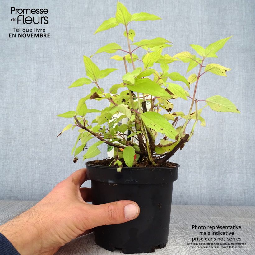 Ejemplar de Salvia piña Golden Delicious Maceta 1,5L/2L entregado en otoño