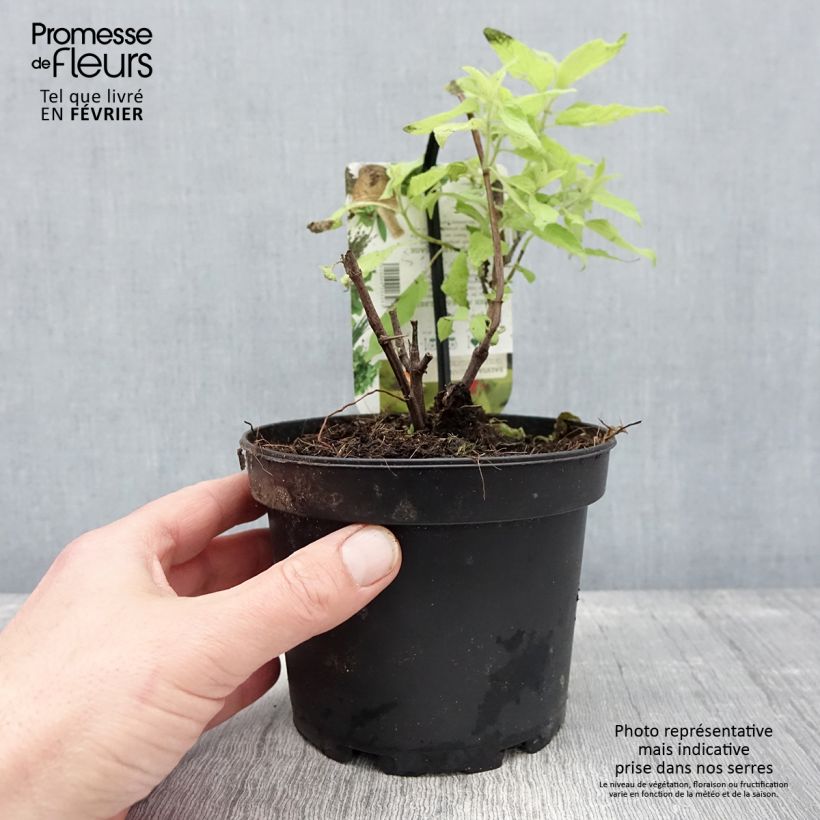 Salvia piña Golden Delicious Maceta 1,5L/2L Ejemplar entregado en invierno