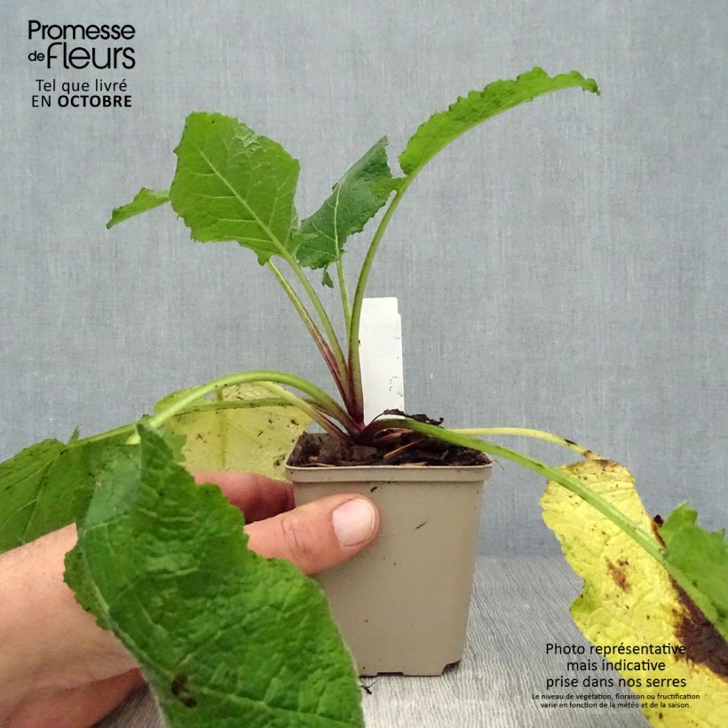 Ejemplar de Salvia forsskaolei Maceta de 8/9 cm entregado en otoño
