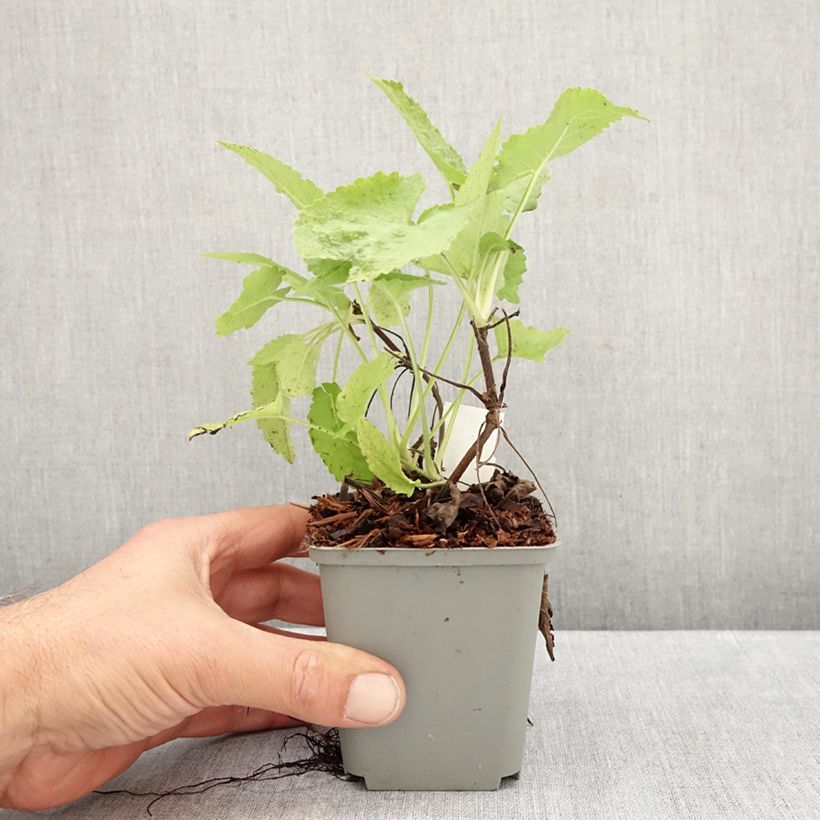 Ejemplar de Salvia glutinosa Maceta de 8/9 cm entregado en otoño