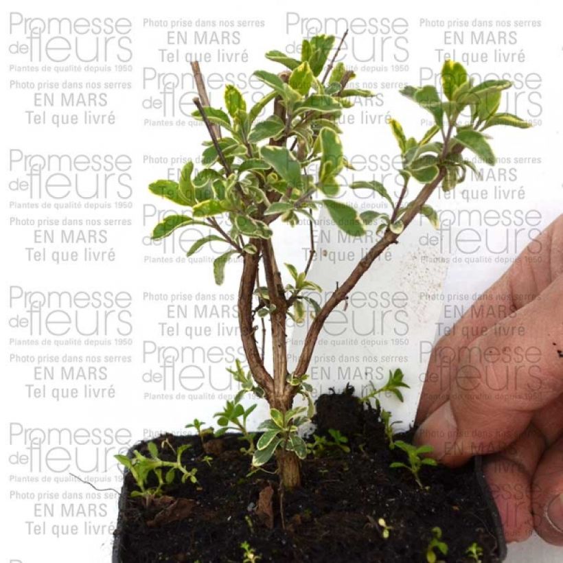 Ejemplo de ejemplar de Salvia microphylla Caramba - Salvia rosa Maceta de 8/9 cm tal y como se entrega