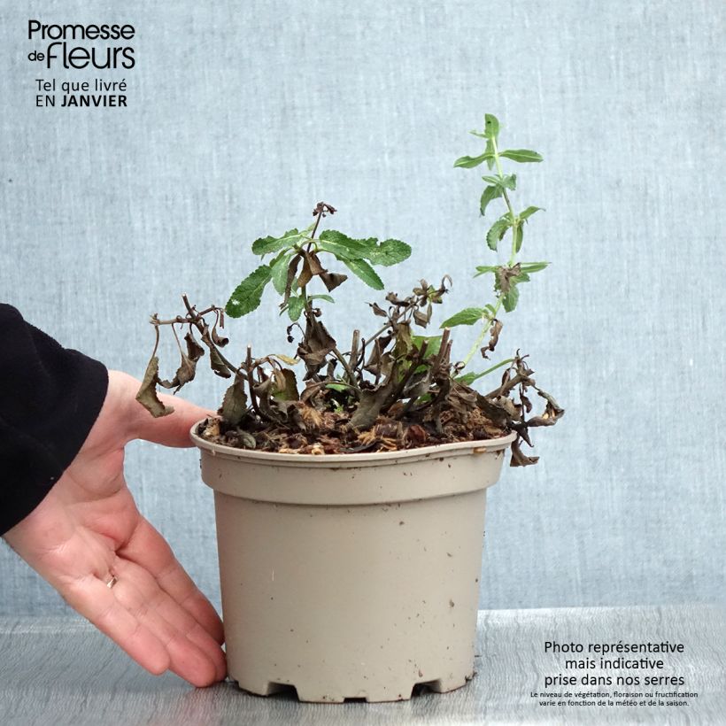 Salvia nemorosa Amethyst Maceta 2L/3L Ejemplar entregado en invierno