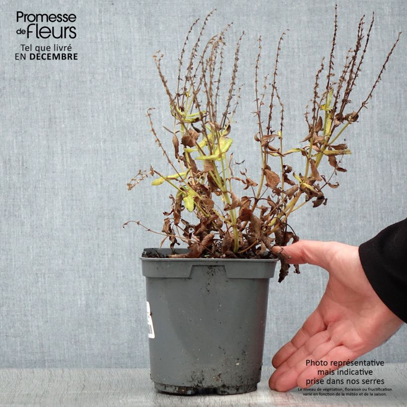 Salvia nemorosa Blauhügel Maceta 2L/3L Ejemplar entregado en invierno