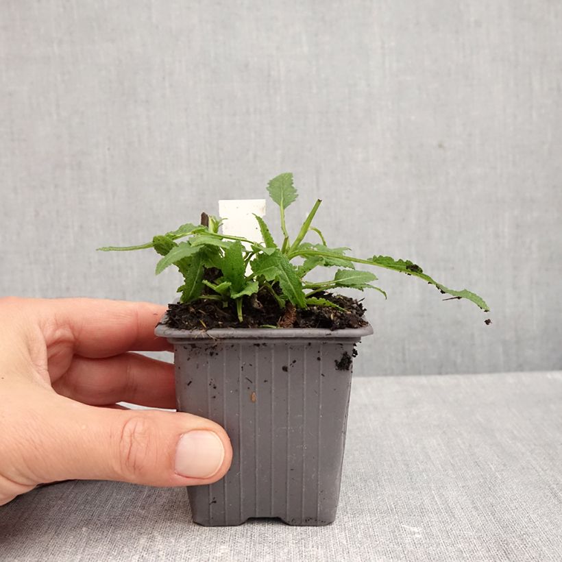 Ejemplar de Salvia nemorosa Caradonna Pink Maceta de 8/9 cm entregado en otoño
