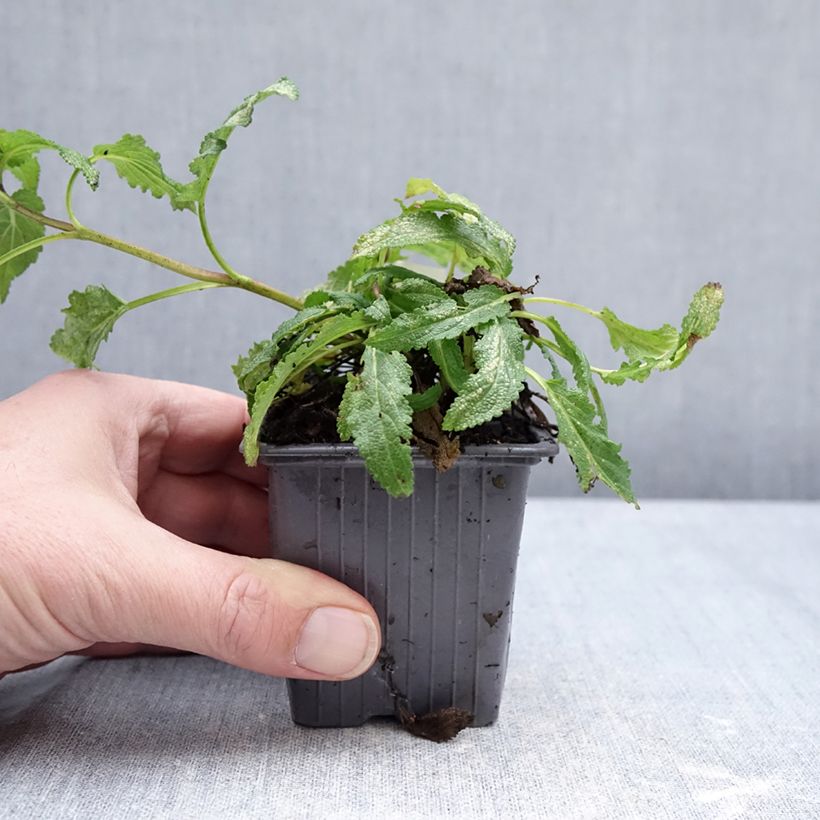 Salvia nemorosa Caradonna Pink Maceta de 8/9 cm Ejemplar entregado en invierno