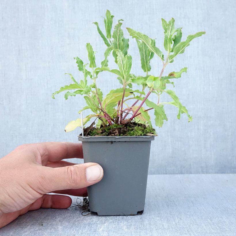 Salvia nemorosa Caradonna Pink Maceta de 8/9 cm Ejemplar entregado en la primavera