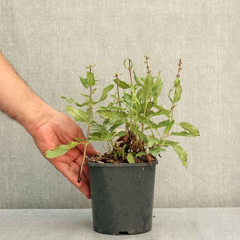 Ejemplar de Salvia nemorosa Caradonna Pink Maceta 2L/3L entregado en verano