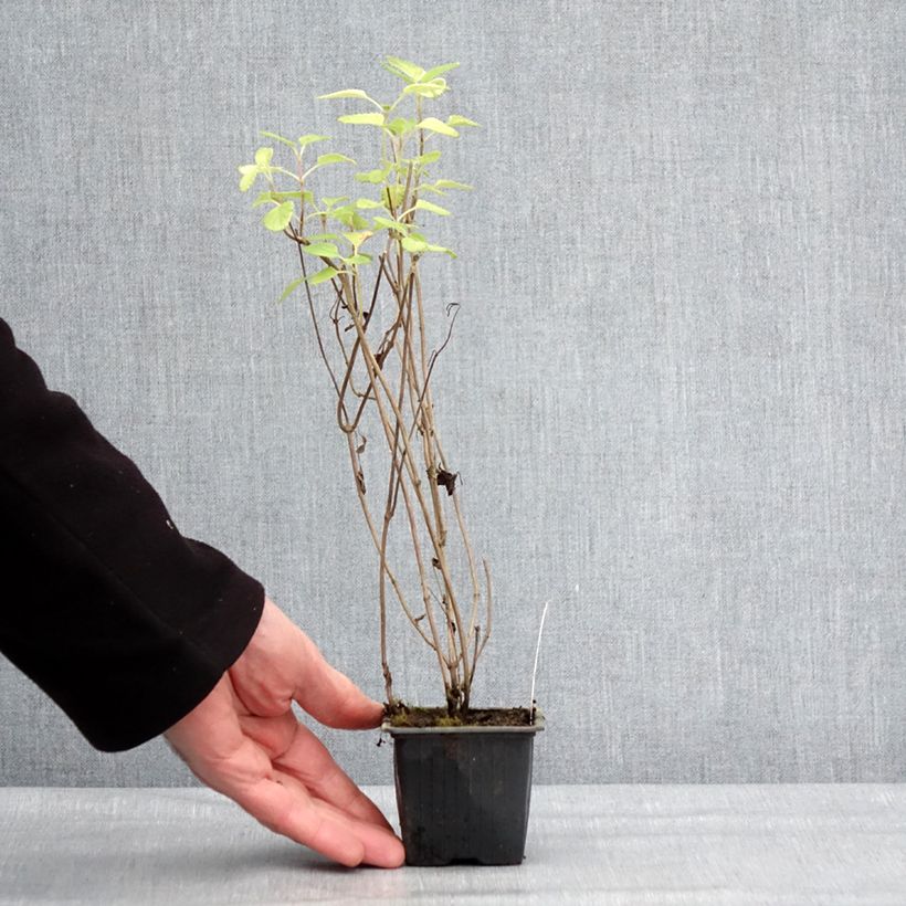 Salvia setulosa Maceta de 8/9 cm Ejemplar entregado en invierno