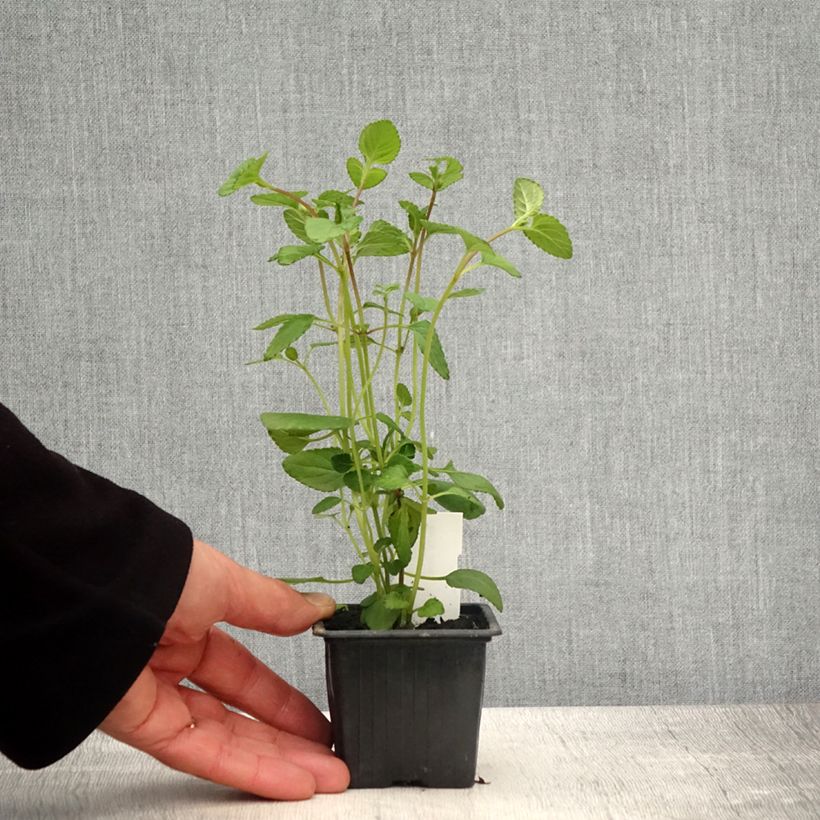 Salvia setulosa Maceta de 8/9 cm Ejemplar entregado en la primavera