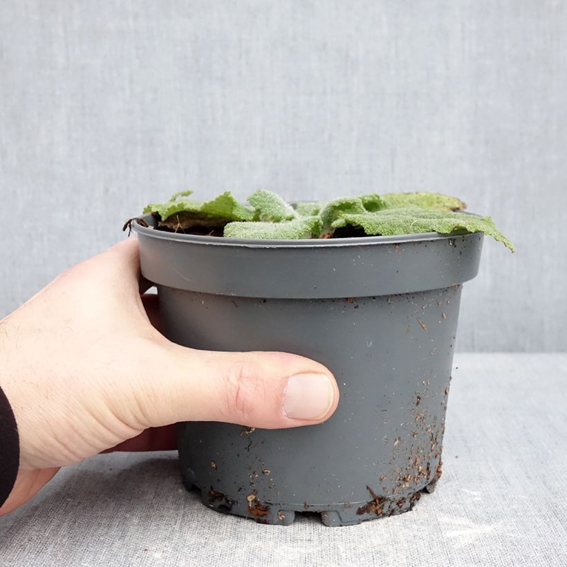 Esclarea - Salvia sclarea Maceta 1,5L/2L Ejemplar entregado en invierno