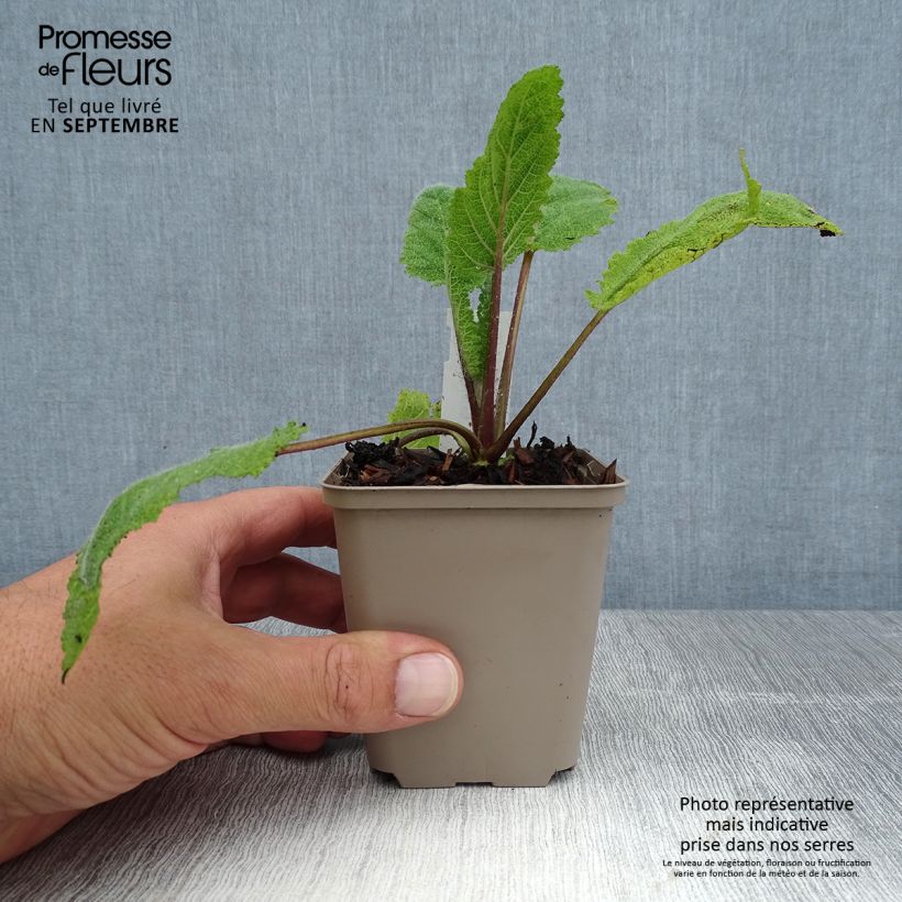 Ejemplar de Esclarea Vatican White - Salvia sclarea Maceta de 8/9 cm entregado en verano