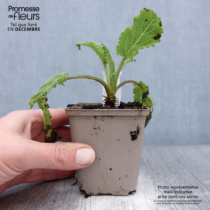 Esclarea Vatican White - Salvia sclarea Maceta de 8/9 cm Ejemplar entregado en invierno