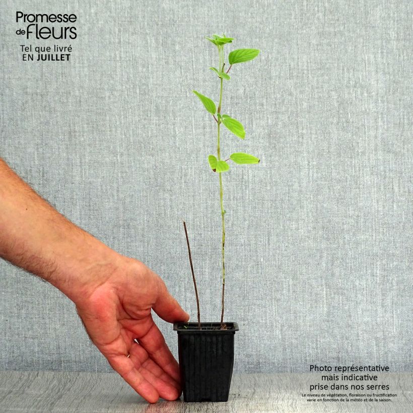 Ejemplar de Salvia piña Tangerine Maceta de 7/8 cm entregado en verano