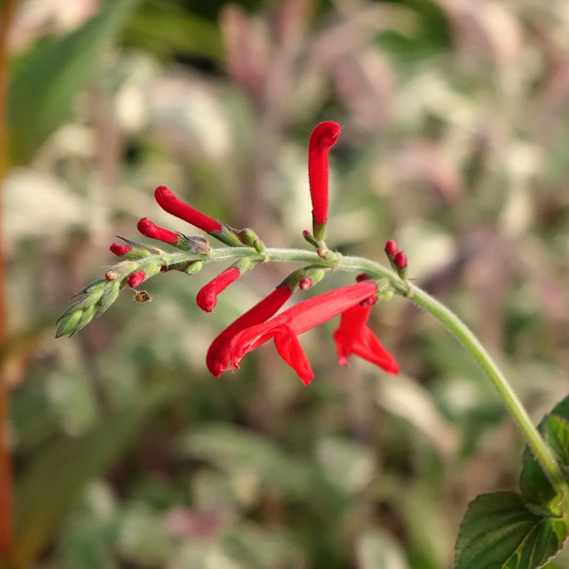 Salvia piña Tangerine (Floración)