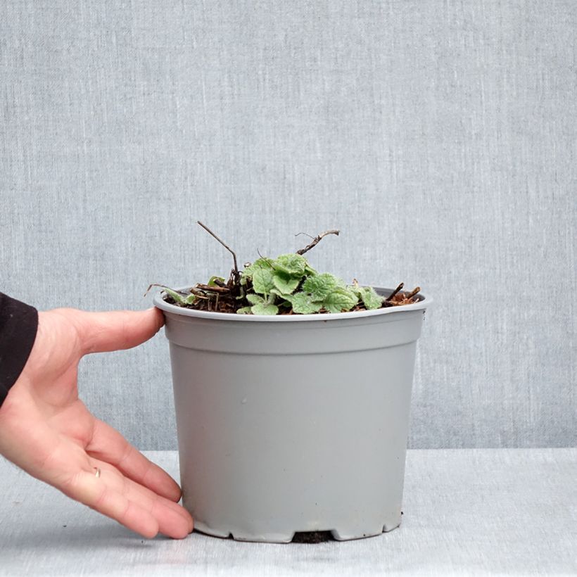 Salvia verticillata Purple Rain Maceta 3L/4L Ejemplar entregado en la primavera