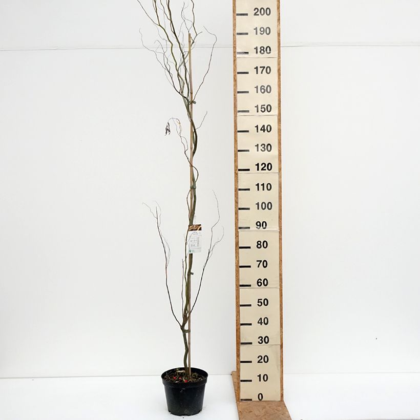 Ejemplar de Salix alba Dart's Snake - Sauce blanco Maceta 4L/5L entregado en otoño