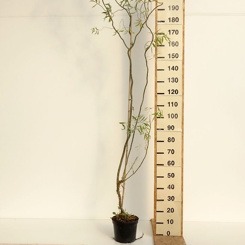 Ejemplar de Salix alba Dart's Snake - Sauce blanco Maceta 4L/5L entregado en verano