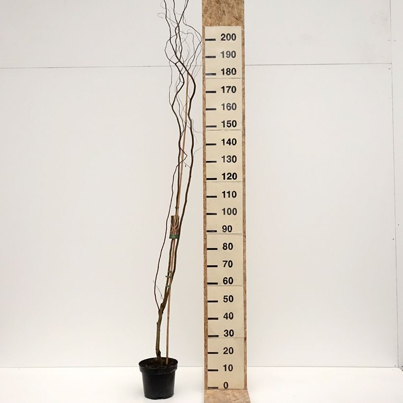 Salix alba Dart's Snake - Sauce blanco Maceta 4L/5L Ejemplar entregado en invierno