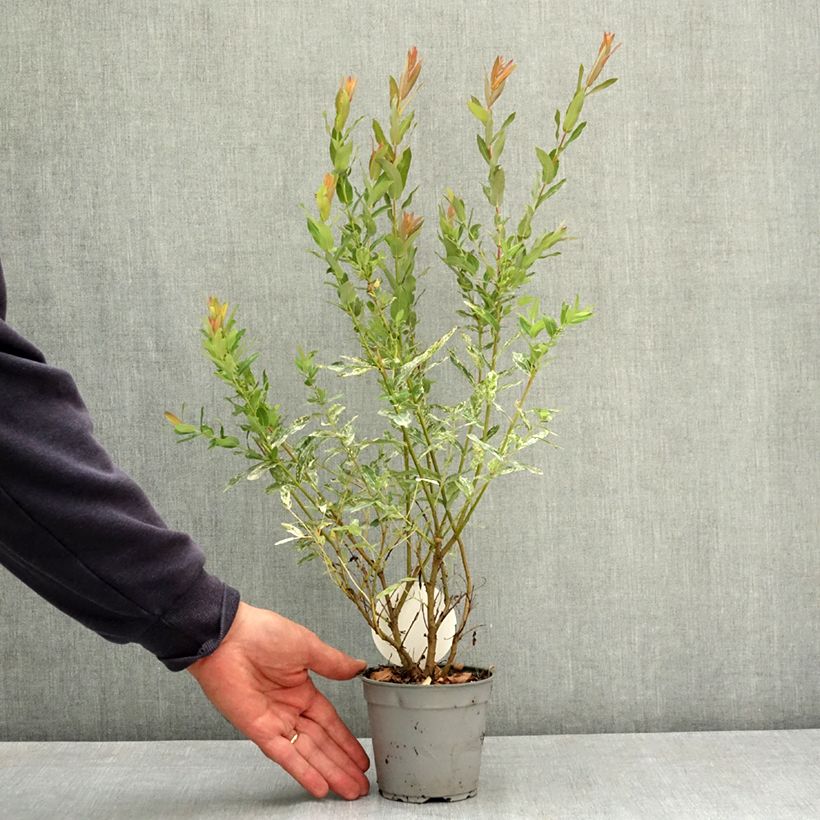 Ejemplar de Salix integra Flamingo - Sauce Maceta de 12 cm / 13 cm entregado en verano