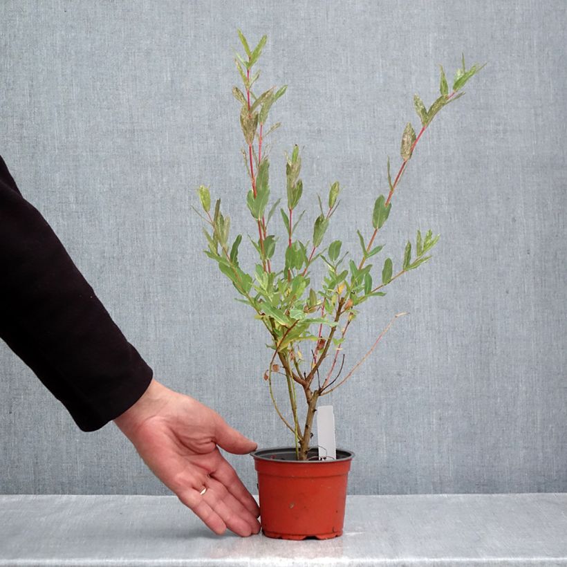 Ejemplar de Salix integra Hakuro Nishiki - Sauce japonés de hojas variegadas Maceta de 10 cm/11 cm entregado en otoño