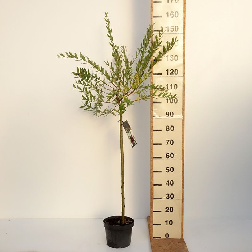 Ejemplar de Salix integra Hakuro Nishiki - Sauce japonés de hojas variegadas Maceta 4L/5L, Tallo entregado en otoño