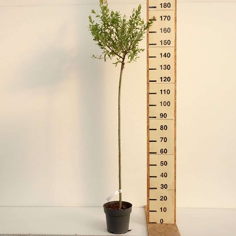 Ejemplar de Salix integra Hakuro Nishiki - Sauce japonés de hojas variegadas Maceta 4L/5L, Tallo entregado en verano