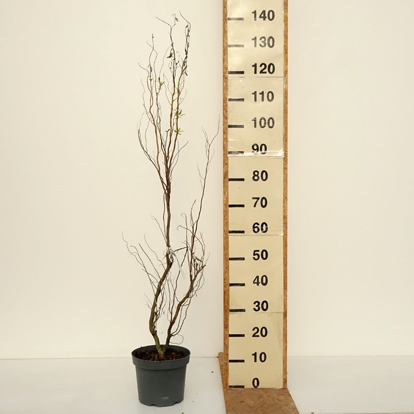Ejemplar de Salix matsudana Tortuosa - Sauce llorón Maceta 2L/3L entregado en otoño