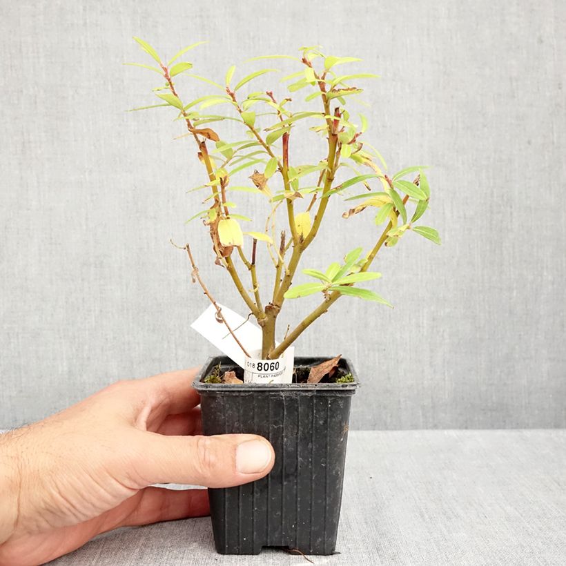 Ejemplar de Salix sachalinensis Golden Sunshine - Sauce Maceta de 8/9 cm entregado en otoño