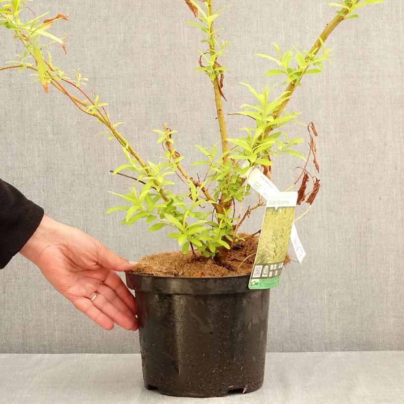 Ejemplar de Salix sachalinensis Golden Sunshine - Sauce Maceta 4L/5L entregado en otoño