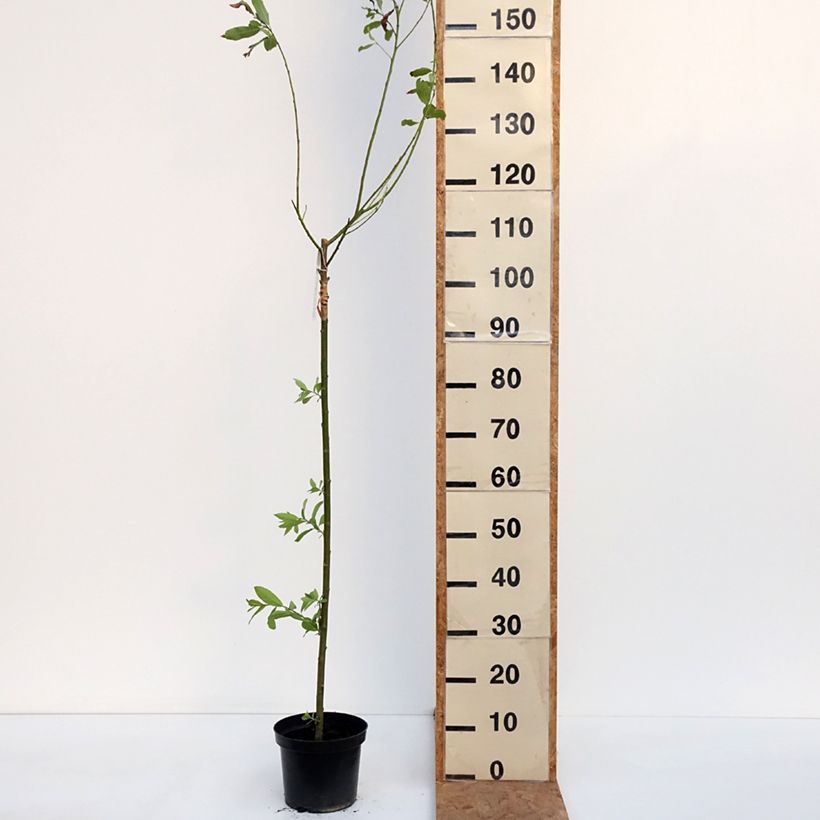 Ejemplar de Salix gracilistyla Melanostachys - Sauce Maceta 3L/4L entregado en otoño