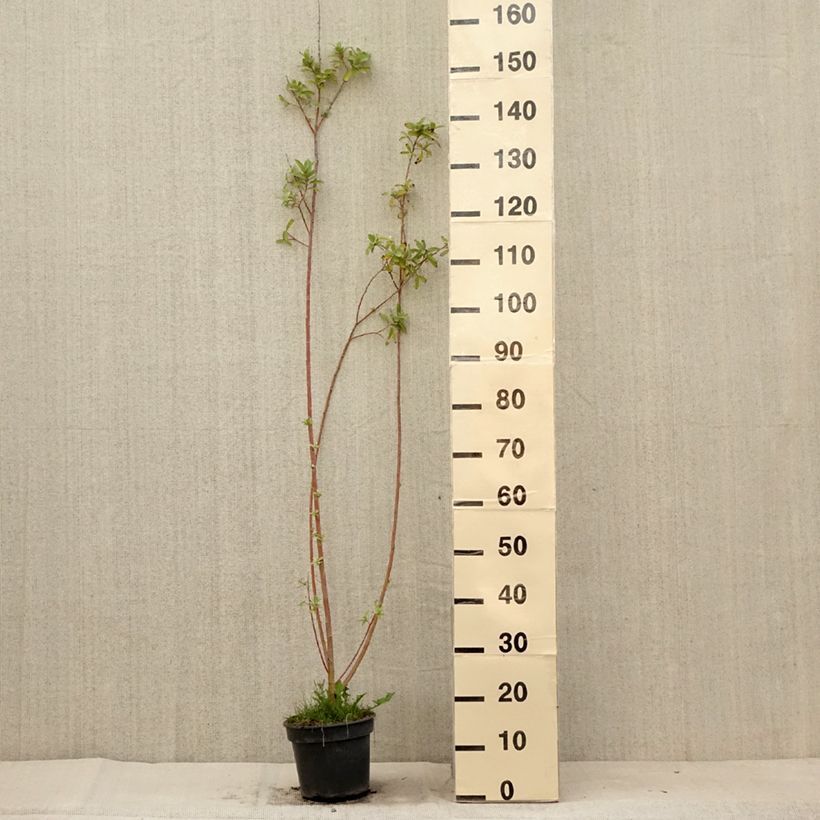 Ejemplar de Salix gracilistyla - Sauce Maceta 3L/4L entregado en verano