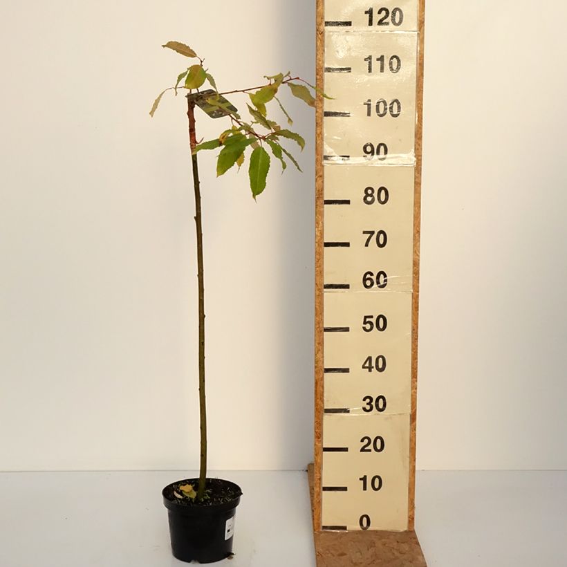 Ejemplar de Salix caprea Ogon - Sauce cabruno Maceta 3L/4L entregado en otoño