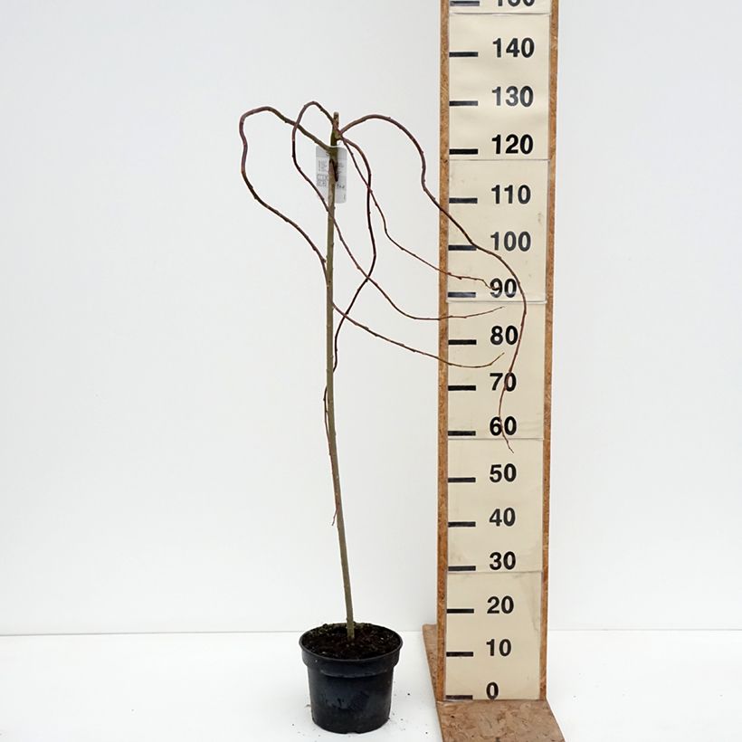 Salix caprea Curly Locks - Sauce cabruno llorón Maceta 4L/5L, Tallo Ejemplar entregado en invierno