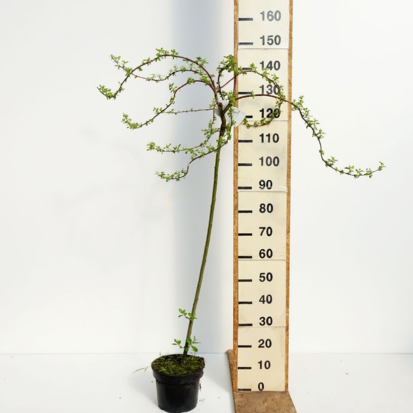 Salix caprea Curly Locks - Sauce cabruno llorón Maceta 4L/5L, Tallo Ejemplar entregado en la primavera