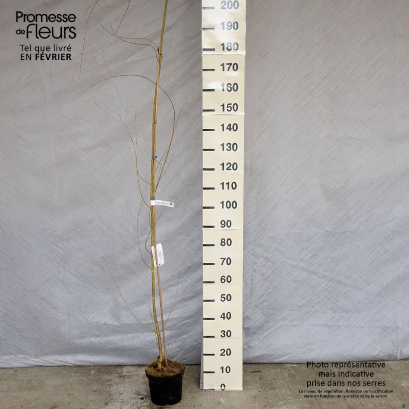 Salix alba Tristis - Sauce blanco llorón Maceta 4L/5L Ejemplar entregado en invierno