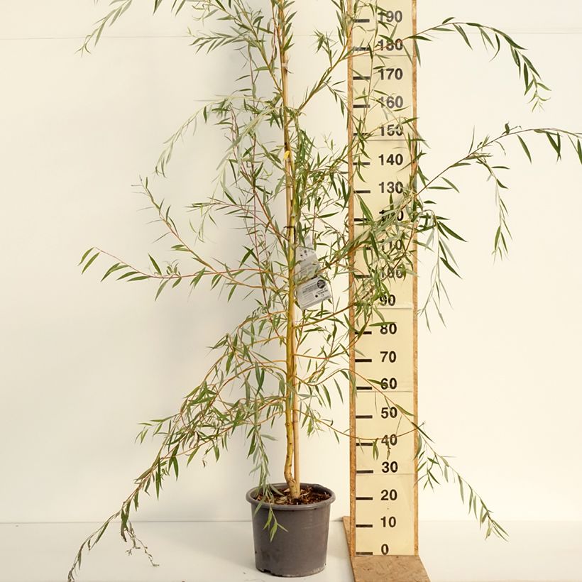 Ejemplar de Salix alba Tristis - Sauce blanco llorón Maceta 12L/15L, Arból joven entregado en verano