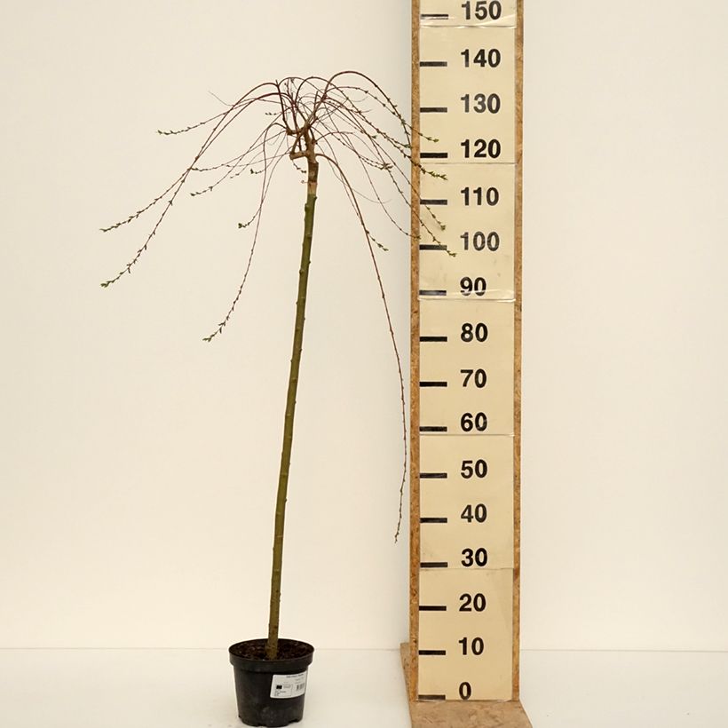 Salix integra Pendula - Sauce japonés Maceta 3L/4L, Tallo Ejemplar entregado en la primavera