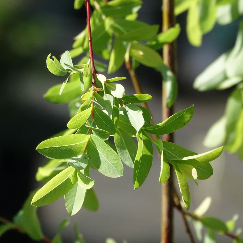Salix integra Pendula - Sauce japonés (Follaje)