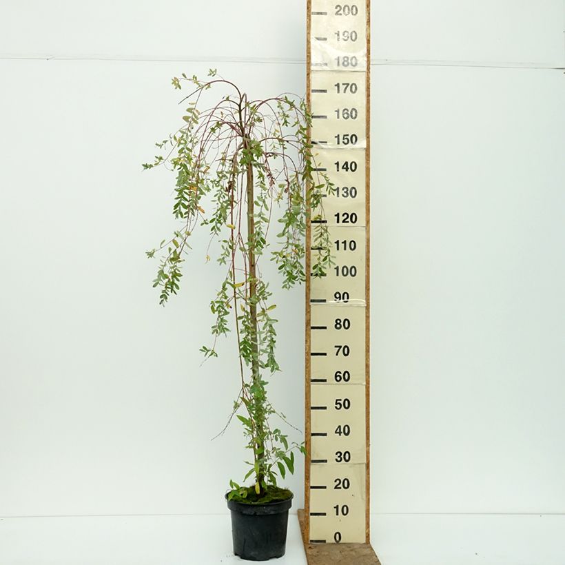 Ejemplar de Salix integra Pendula - Sauce japonés Maceta 3L/4L, Tallo entregado en otoño
